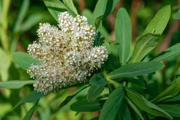Sibiraea altaiensis - Altai-Sibiraea