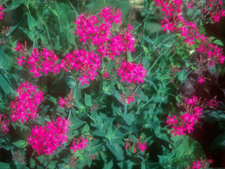Nelken-Leimkraut (Silene armeria ‚Electra')
