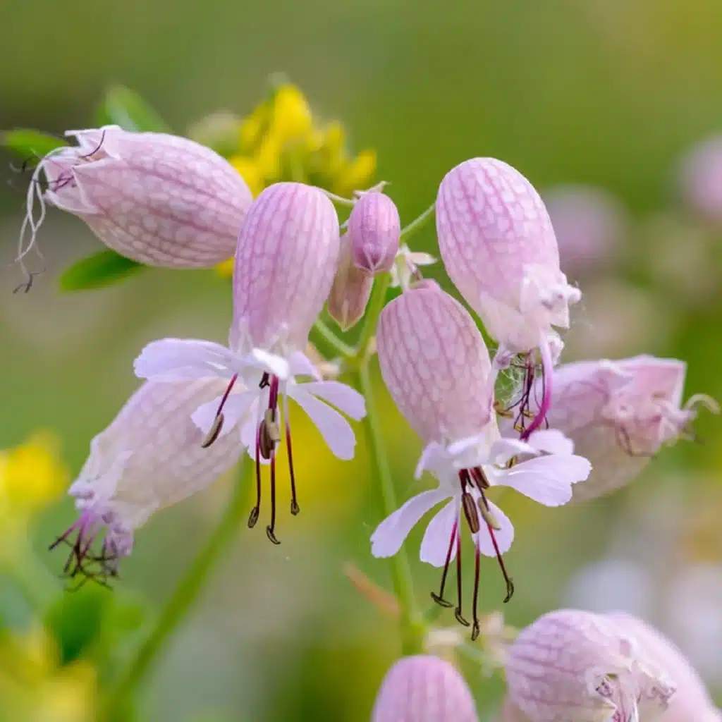 Aufgeblasenes Leimkraut Stridolo – Silene inflata