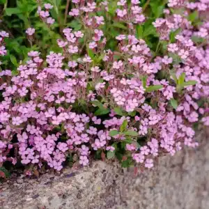 Seifenkraut Saponaria ocymoides