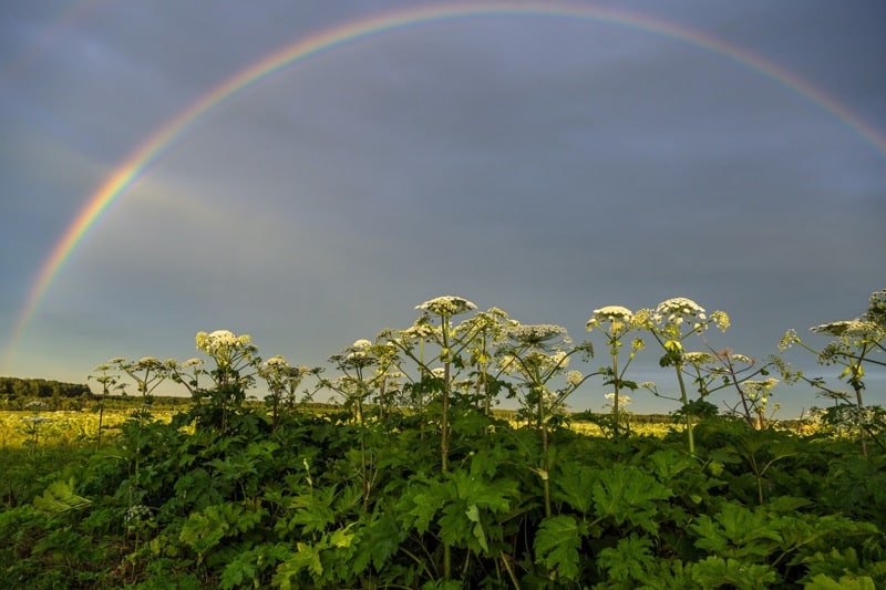 Sosnowskys Bärenklau (*Heracleum sosnowskyi*) ist eine gefährliche invasive Pflanze, Regenbogen über einem Feld mit Bärenklau.