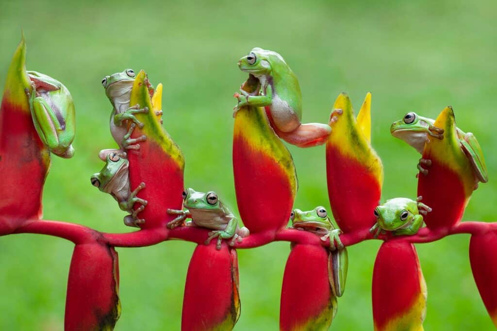 Helikonie (Heliconia)