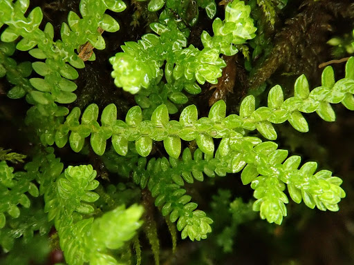 Selaginella douglasii, Douglasischer Moosfarn