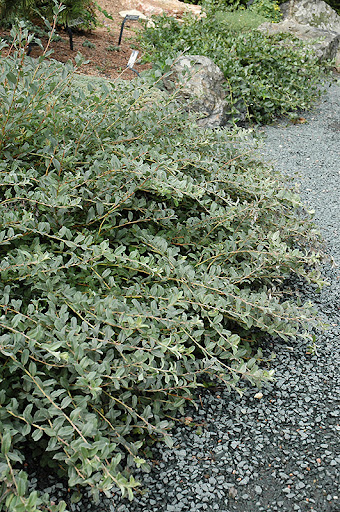 Salix repens - Kriechweide