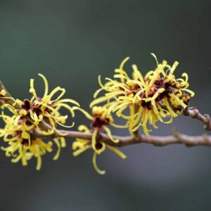 Blühender Zaubernusszweig mit gelben, fadenförmigen Blüten am blattlosen Ast