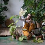 Gärtnerin schneidet vertrocknete Blätter eines Caladiums mit der Schere zurück