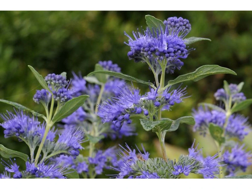 Clandon-Bartblume (Caryopteris × clandonensis)​
