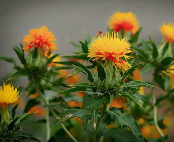 Gelb-orangefarbene Blütenkörbchen der Färberdistel über stacheligen grünen Hochblättern