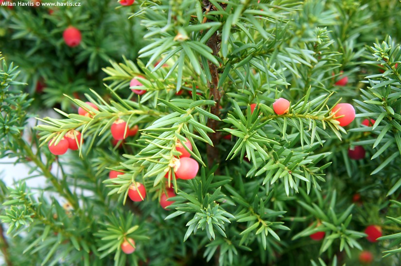 Taxus x media​