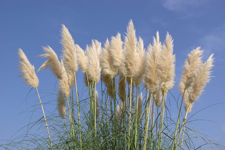 Weiße Blütenrispen des Pampasgrases Cortaderia selloana vor blauem Himmel