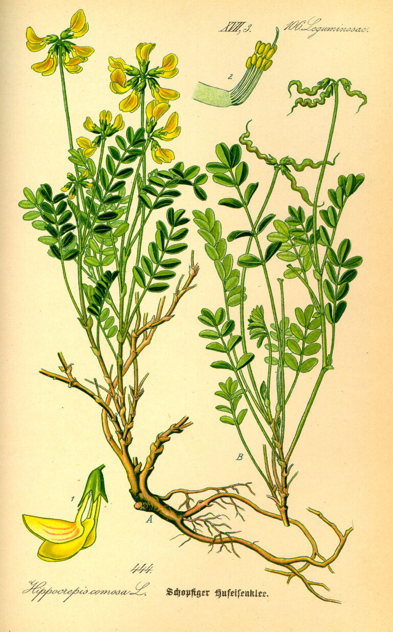 Gewöhnlicher Hufeisenklee (Hippocrepis comosa) – Illustration