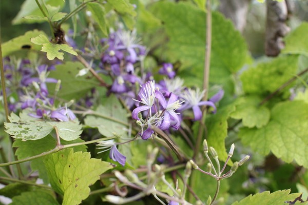 Bartfaden-Waldrebe (Clematis heracleifolia)​