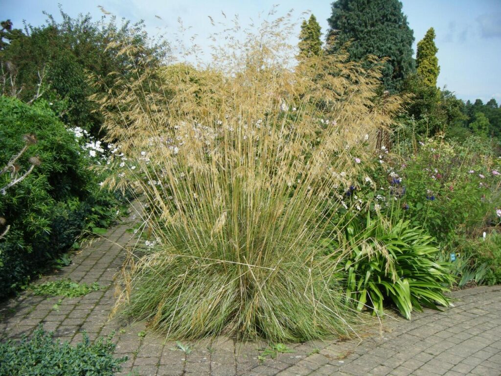 Riesenfedergras (Stipa gigantea)​