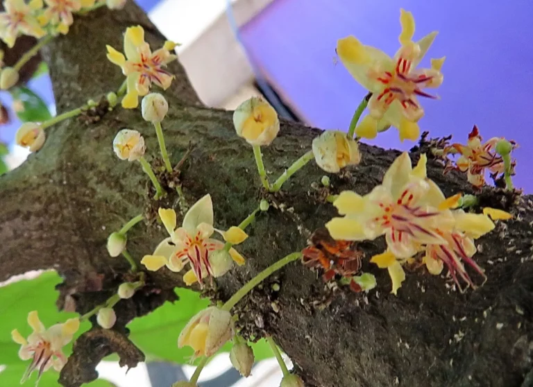 Gelbe Kakaoblüten wachsen direkt aus dem Ast des Kakaobaums (Kauliflorie)