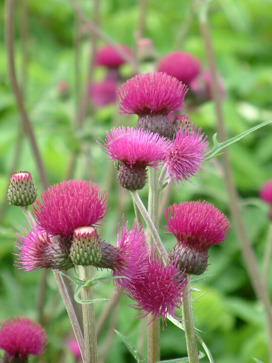 Bach-Kratzdistel (Cirsium rivulare)​