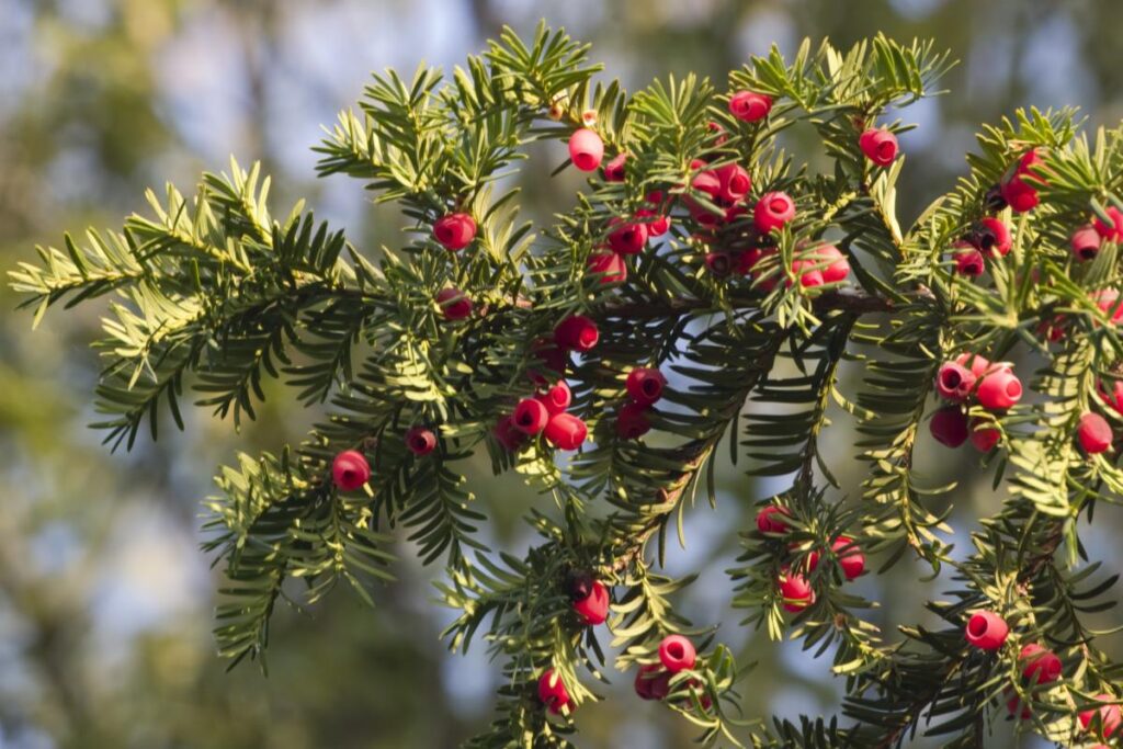 Europäische Eibe (Taxus baccata)​