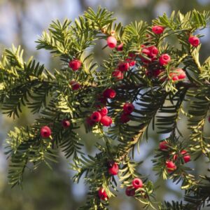 Europäische Eibe (Taxus baccata) mit roten Samenmänteln