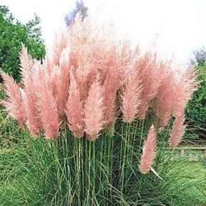 Pampasgras der Sorte Rendatleri mit rosa Rispen
