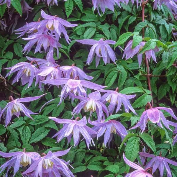 Großblütige Waldrebe (Clematis macropetala)​