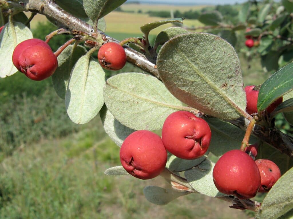 Cotoneaster integerrimus, gewöhnliche Zwergmispel