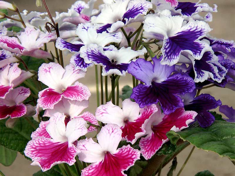 Drehfrucht (Streptocarpus)​
