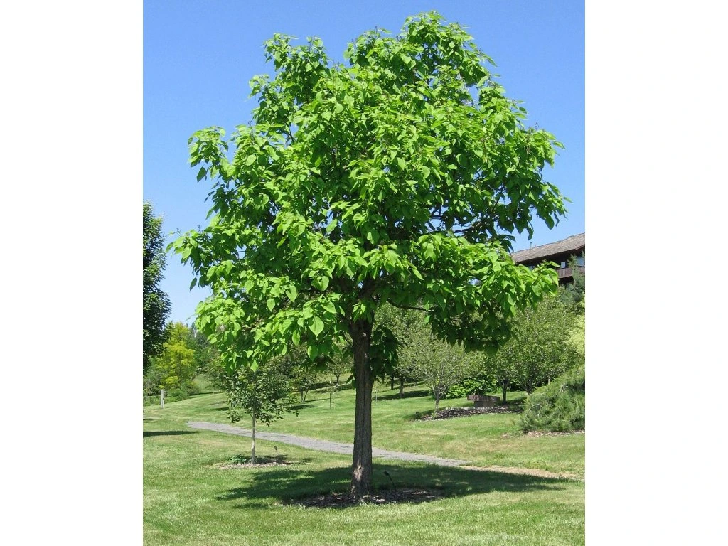 Prachtkatalpа (Catalpa speciosa):​
