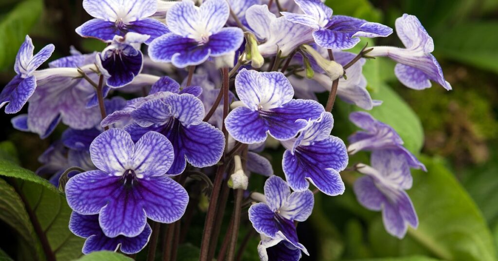 Drehfrucht (Streptocarpus)​