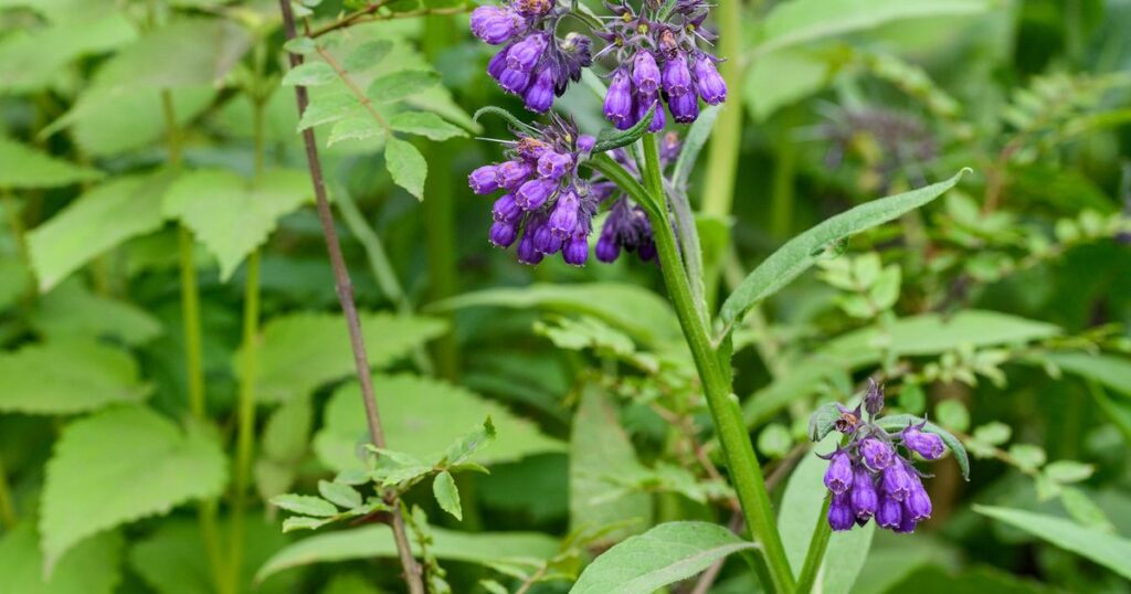 Beinwell (Symphytum officinale)
