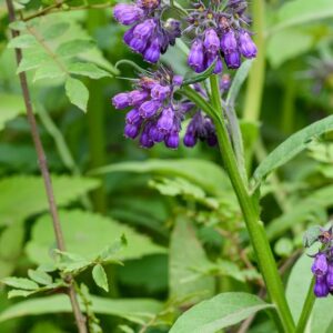 Beinwell (Symphytum officinale)