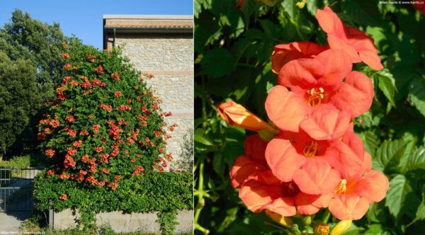 Trompetenblume Campsis × tagliabuana 'Madame Galen' – zwei Aufnahmen: Klettergehölz an einer Hauswand und Detail der orangeroten Blüten