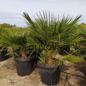 Zwergpalme (Chamaerops humilis)​
