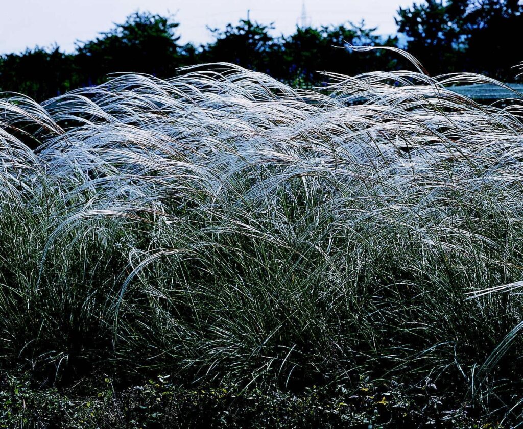 Federgras (Stipa barbata)​