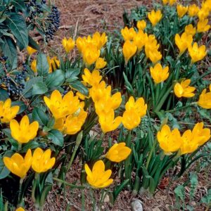 Sternbergie gelb (Sternbergia lutea)​