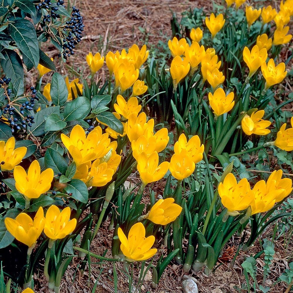 Blühende Gelbe Sternbergien (Sternbergia lutea) im Herbst