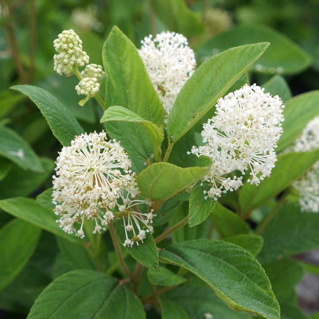 Amerikanischer Säckelstrauch (Ceanothus americanus)​
