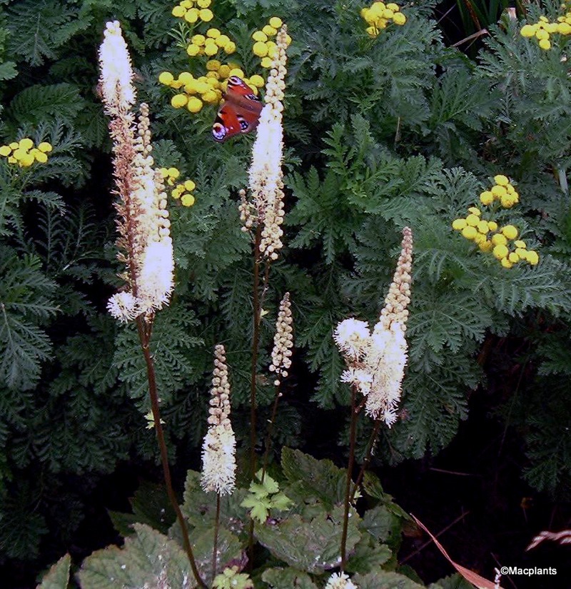 Herzblättriges Wanzenkraut (Cimicifuga cordifolia)​
