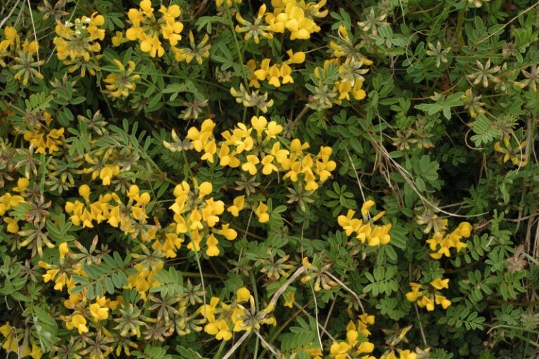 Gewöhnlicher Hufeisenklee (Hippocrepis comosa)