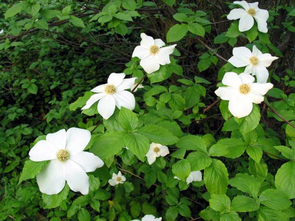 Nuttalls Hartriegel (Cornus nuttallii)​
