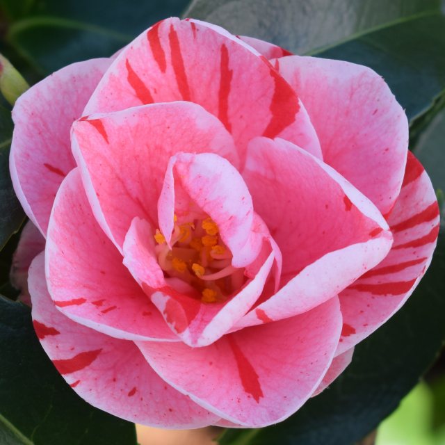 Japanische Kamelie 'Tricolor' — rotweiß gestreifte, halbgefüllte Blüte mit gelben Staubgefäßen