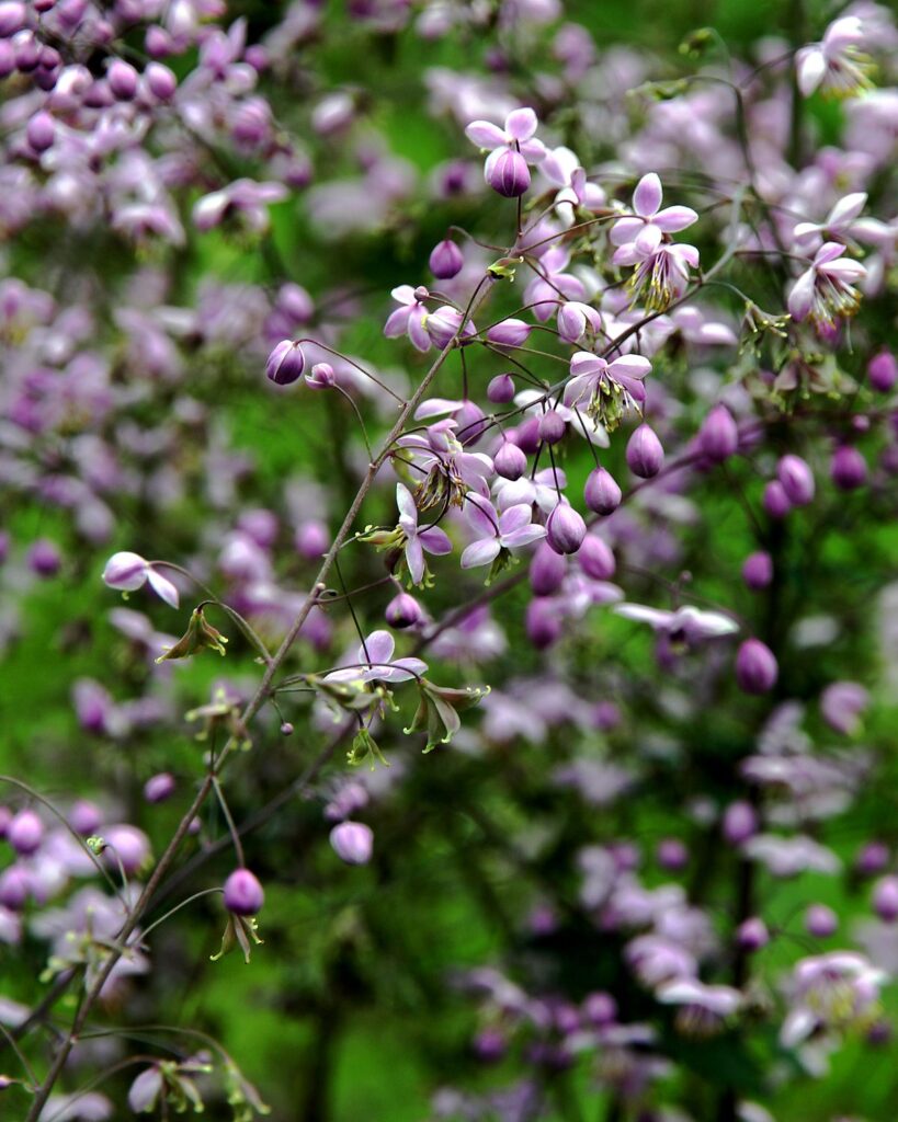Chinesische Wiesenraute Ankum