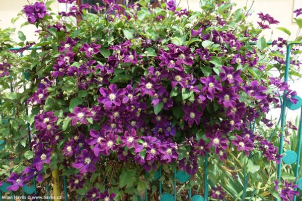 Italienische Waldrebe (Clematis viticella)