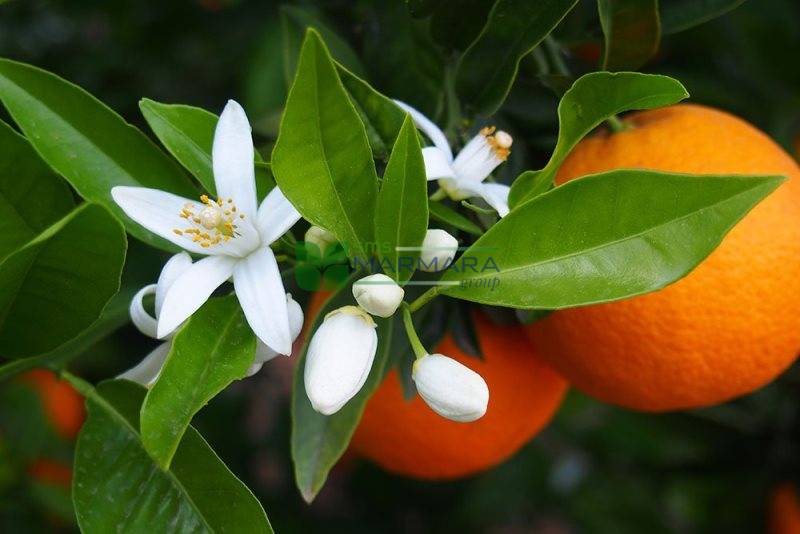 Citrus aurantium (Bitterorange, „Pomeranze")​