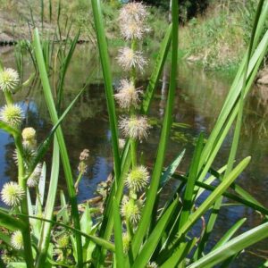 Einfacher Igelkolben (Sparganium emersum)​