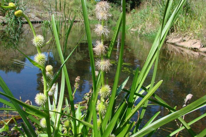 Einfacher Igelkolben (Sparganium emersum)​