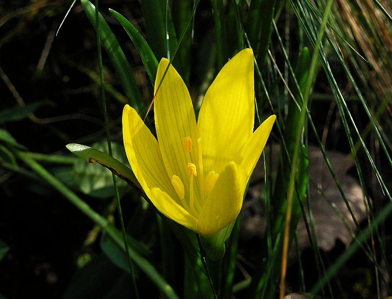 Einzelne Blüte der Gelben Sternbergie (Sternbergia lutea)