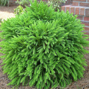 Cryptomeria japonica ‚Globosa Nana‘ als dichter, kugeliger Zwergstrauch im Beet