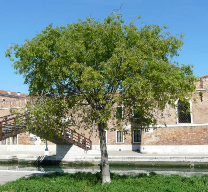 Europäischer Zürgelbaum (Celtis australis)​