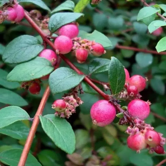 Schneebeere, Symphoricarpos Hancock