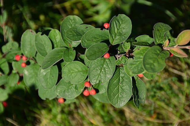 Cotoneaster tomentosus, Filzige Zwergmispel​