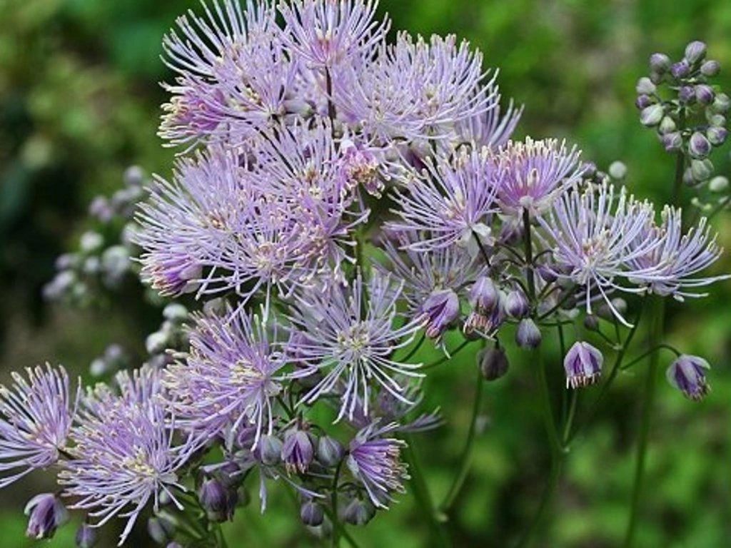 Akeleiblättrige Wiesenraute - Thalictrum aquilegifolium